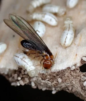 western-drywood-termite-colony.webp