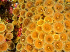 O que os cientistas descobriram dentro dos recifes de coral pode mudar o futuro da medicina