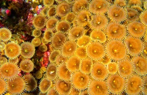 O que os cientistas descobriram dentro dos recifes de coral pode mudar o futuro da medicina