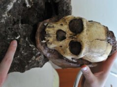 Ele era meio macaco, meio humano – e sabia guardar os segredos que nos tornam quem somos