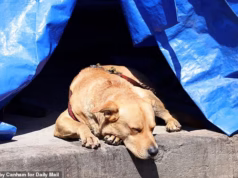 Spencer Pratt revela plano para salvar animais brutais no Skid Row de Los Angeles, onde os filhotes são enfiados em caixotes e descartados: ‘Há uma razão pela qual os cães só seguem a Deus’