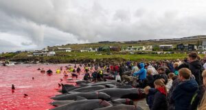Enormes multidões assistem enquanto os habitantes das Ilhas Faroé matam centenas de baleias-piloto na caça tradicional, tornando o mar vermelho de sangue