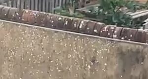 Momento ‘obcecado por armas’, Vikram Digwa disparou uma arma em seu quintal três anos antes de assassinar Henry Novak