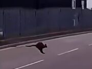 Mistério quando um canguru é visto vagando pela área industrial da Cornualha – embora o zoológico local insista que nenhum de seus marsupiais está desaparecido
