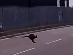 Mistério quando um canguru é visto vagando pela área industrial da Cornualha – embora o zoológico local insista que nenhum de seus marsupiais está desaparecido