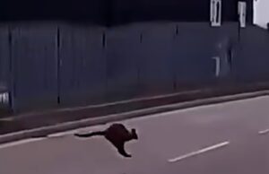 Mistério quando um canguru é visto vagando pela área industrial da Cornualha – embora o zoológico local insista que nenhum de seus marsupiais está desaparecido