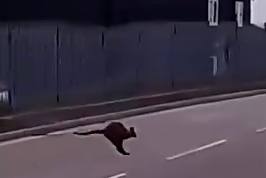 Mistério quando um canguru é visto vagando pela área industrial da Cornualha – embora o zoológico local insista que nenhum de seus marsupiais está desaparecido