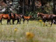 Austrália começará a abater milhares de cavalos selvagens esta semana, atiradores de helicóptero atirando em animais – provocando indignação de ativistas