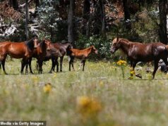 Austrália começará a abater milhares de cavalos selvagens esta semana, atiradores de helicóptero atirando em animais – provocando indignação de ativistas