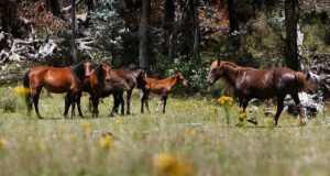 Austrália começará a abater milhares de cavalos selvagens esta semana, atiradores de helicóptero atirando em animais – provocando indignação de ativistas