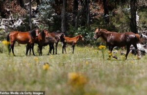 Austrália começará a abater milhares de cavalos selvagens esta semana, atiradores de helicóptero atirando em animais – provocando indignação de ativistas