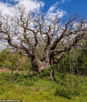 109428415-15909489-Experts_believe_the_Major_Oak_pictured_has_died_after_its_first_-m-2_178174132386.avif