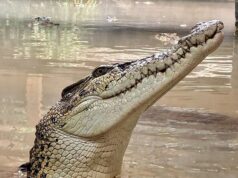 Registros médicos de três vítimas de ataque de crocodilo acessados por 40 funcionários do NHS enquanto o hospital inicia investigação