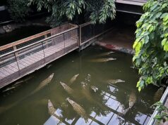 O zoológico onde o menino de três anos foi jogado na cova dos crocodilos reabriu ao público apenas nove dias depois.