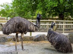 Maneira de esfriar o ovo! A emu mergulha no zoológico e tira fotos