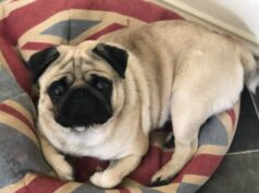 Cães morrem em onda de calor recorde enquanto RSPCA alerta os donos de animais sobre ‘assassino silencioso’