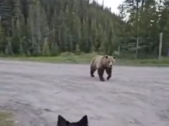 Momento aterrorizante Mulher corajosa caminhante encontra feroz urso pardo de 700 libras – Você sabe o que fazer?