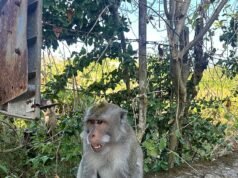 Macaco rouba celular de turista britânico, leva para a areia… e tira selfie