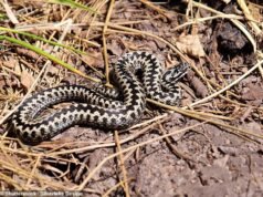 A picada de cobra mais mortal da Grã-Bretanha em Suffolk: pai mordido por uma víbora enquanto praticava paddle – deixando-o com uma ‘perna de elefante’ e incapaz de andar