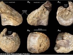 Um osso escondido numa gaveta durante 40 anos acaba por ser o primeiro fóssil de dinossauro da Antártica: os restos redescobertos de um titanossauro – o maior animal que já existiu na Terra