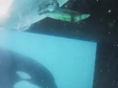 O segundo grupo da baleia assassina cercou e atacou o iate, girando-o 360 graus e destruindo seu leme em Gibraltar.