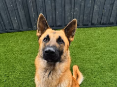 Dono de cachorro fica indignado depois de abandonar seu pastor alemão na beira de uma estrada movimentada por dirigir um BMW