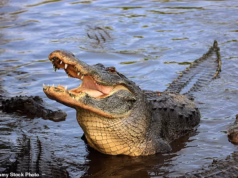 Terror: Mulher morre enquanto caminhava com o namorado após crocodilo arrancar seus dois braços
