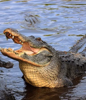 109696457-15941593-A_31_year_old_woman_has_died_after_an_alligator_ripped_both_of_h-a-7_178284187395.avif