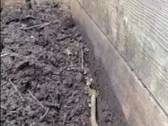 Monty Don compartilha o vídeo de uma cobra gigante – como um aviso sobre o que pode estar escondido em seu saco de compostagem de jardim