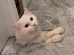 O lindo gato branco chamado Fluffy foi acidentalmente instalado como parte do banheiro da impressionante mansão de US$ 2,9 milhões dos proprietários.