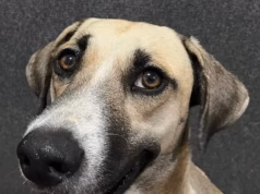 Cachorro desaparecido há um mês foi flagrado em festa com foliões da Copa do Mundo no México