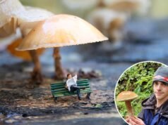 Novos detalhes sobre o cogumelo mágico que permite aos usuários ver pessoas minúsculas: