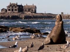 Focas roxas são avistadas nas praias da Bay Area
