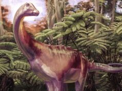 Um fóssil preso em uma gaveta é o primeiro osso de dinossauro da Antártica