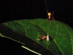 Esta aranha balista recém-descoberta prende formigas em armadilhas mortais