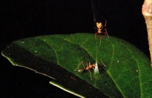 Esta aranha balista recém-descoberta prende formigas em armadilhas mortais
