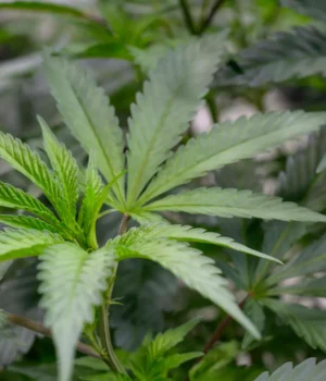 cannabis-terpenes.webp