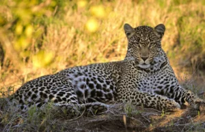 Por que os leopardos sul-africanos diminuíram para metade do seu tamanho normal?