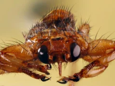 Esta mosca hematófaga sacrifica sua visão após encontrar um hospedeiro