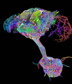 fruit-fly-brain-connectome.webp