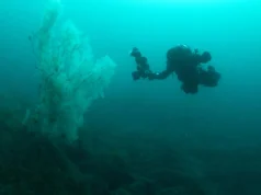 Coral negro “absolutamente enorme” de 400 anos surpreendeu cientistas da Nova Zelândia