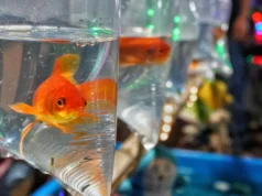 De animais de estimação a pragas, os peixinhos dourados podem destruir ecossistemas inteiros