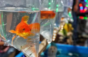 De animais de estimação a pragas, os peixinhos dourados podem destruir ecossistemas inteiros