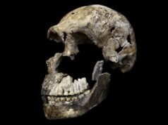 O único cemitério de Homo Naledi conhecido no mundo pode ser exclusivamente feminino: alertas científicos