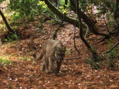 Os leões da montanha mudaram tudo nesta pequena reserva da Califórnia
