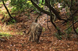 Os leões da montanha mudaram tudo nesta pequena reserva da Califórnia