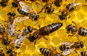 Cientistas acabam de descobrir como são feitas as abelhas rainhas