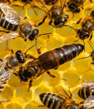 queen-honeybee-with-worker-bees.webp