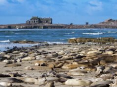 Focas roxas brilhantes avistadas nas praias da Bay Area, especialistas ficaram surpresos