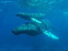 Nossa hipótese é que as baleias jubarte devem alcançar águas tropicais mais quentes antes de darem à luz, mas um estudo de 2025 liderado pela UNSW encontrou filhotes recém-nascidos no extremo sul da Tasmânia – cerca de 1.500 quilômetros fora da área de parto reconhecida – sugerindo que algumas mães dão à luz no meio da migração e continuam a nadar para o norte.